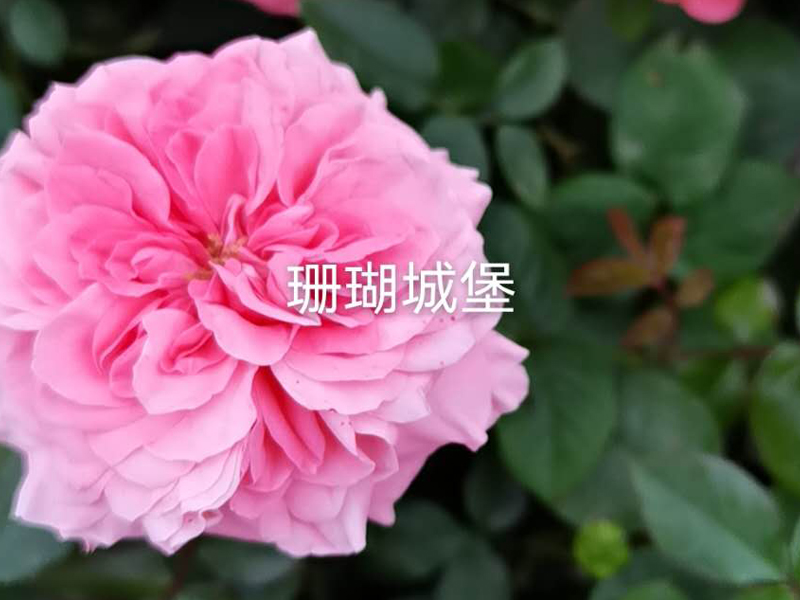 花(huā)苗