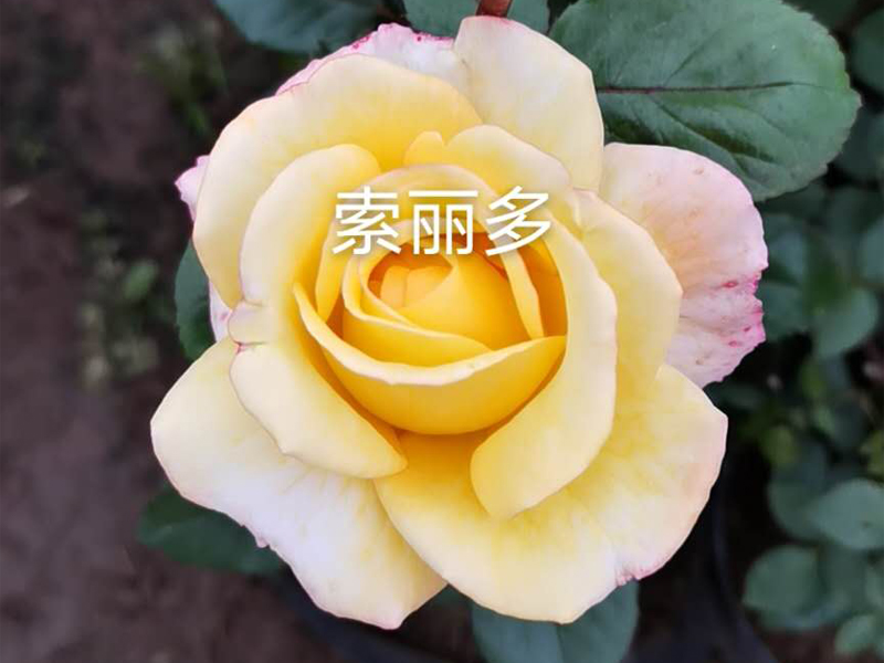 花(huā)苗